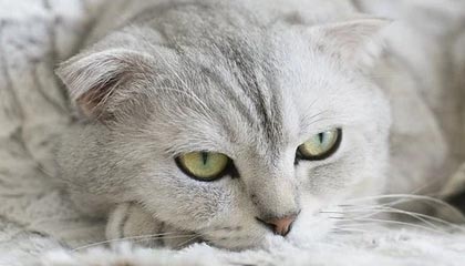 开云-【早报】巴萨降薪协议达成！梅西同意留队？